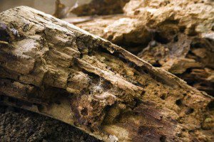 dry rot