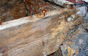 wet rot