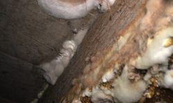 dry rot fruiting bodies