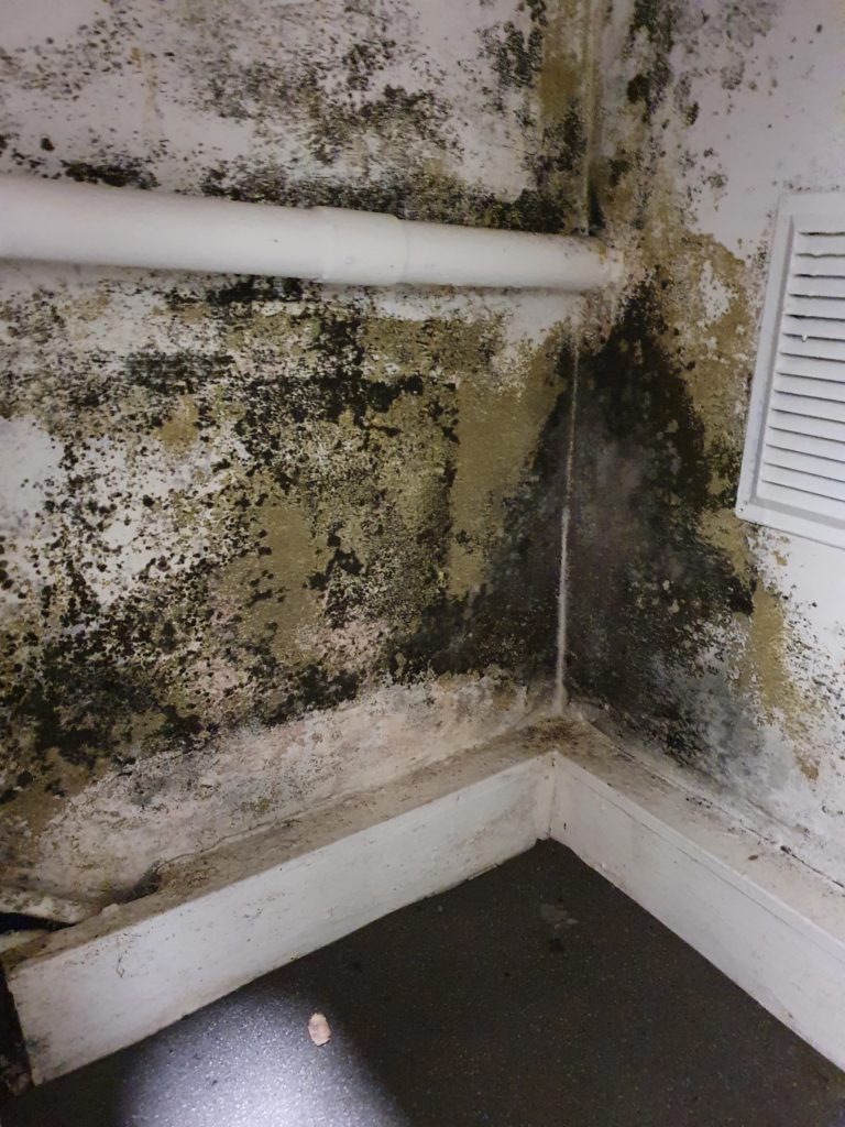 Damp and mould