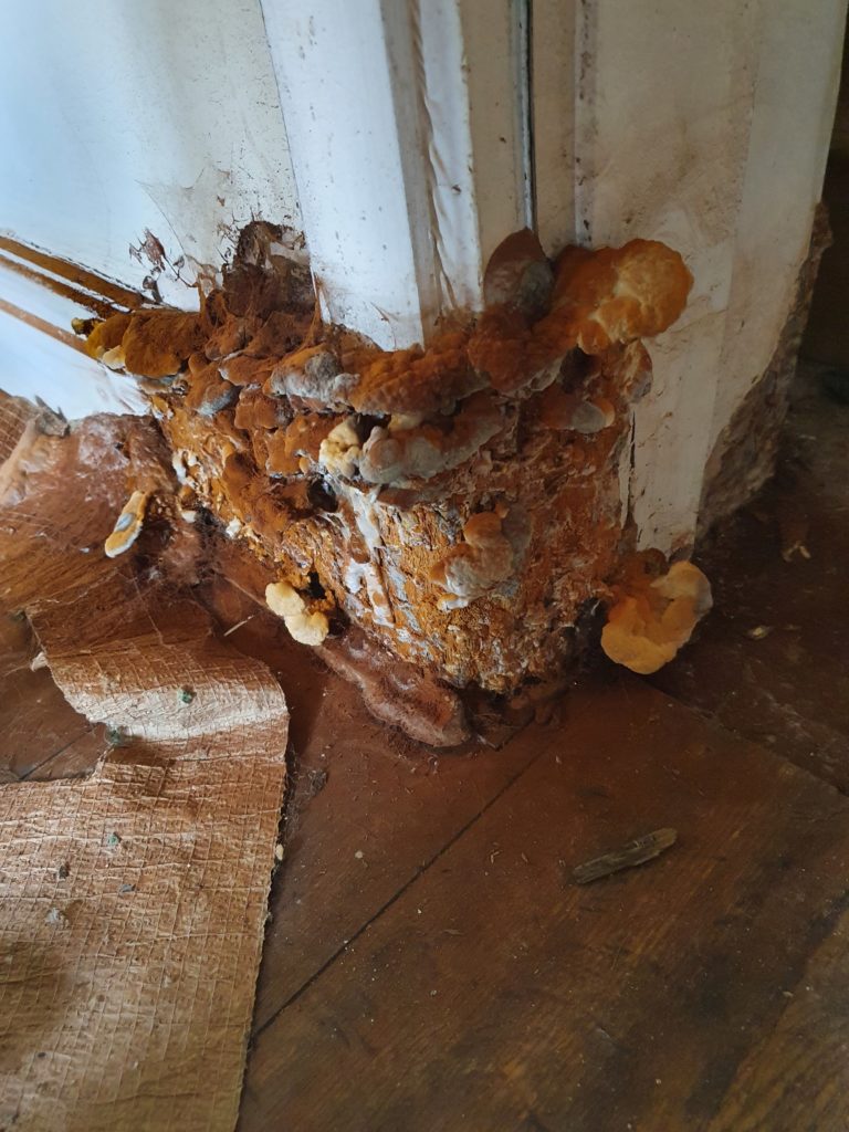 Dry rot and wet rot