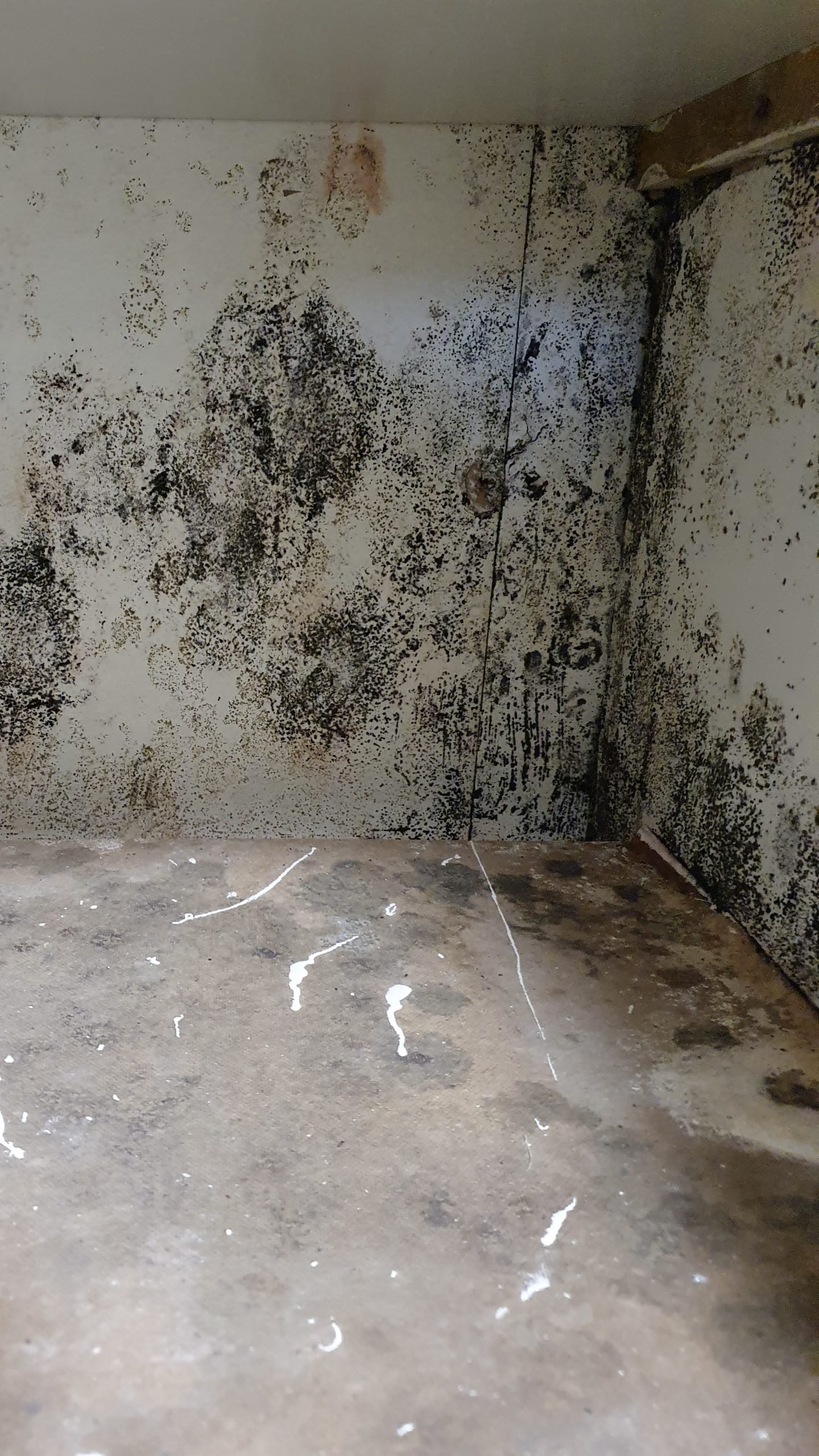 What property care issues do I need to look out for when buying a home?