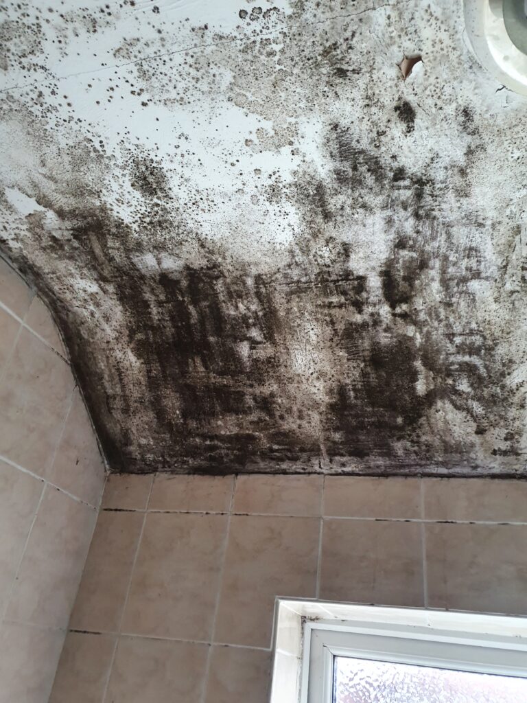 damp and mould