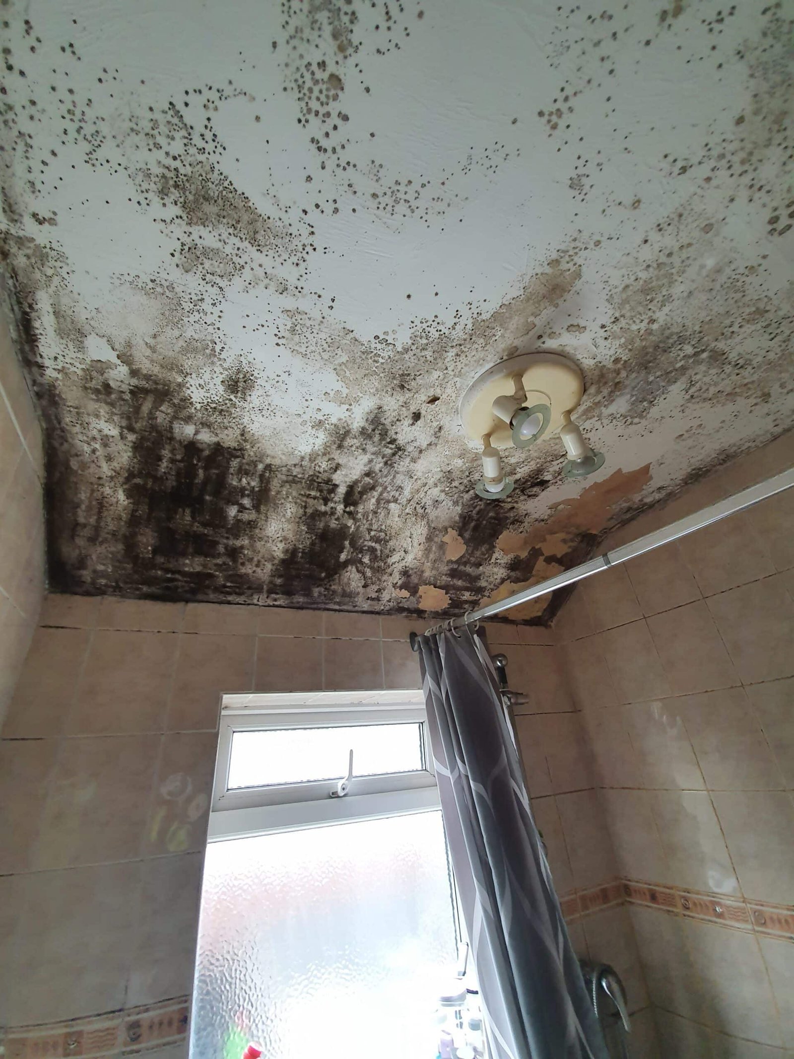Damp and mould